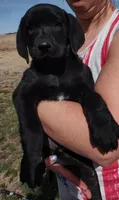 Cona 1, a male Labrador Retriever for sale in Snyder, CO – Photo 2 of 4
