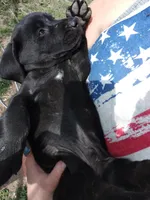 Cona 1, a male Labrador Retriever for sale in Snyder, CO – Photo 4 of 4
