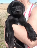 Cona 1, a male Labrador Retriever for sale in Snyder, CO – Photo 3 of 4