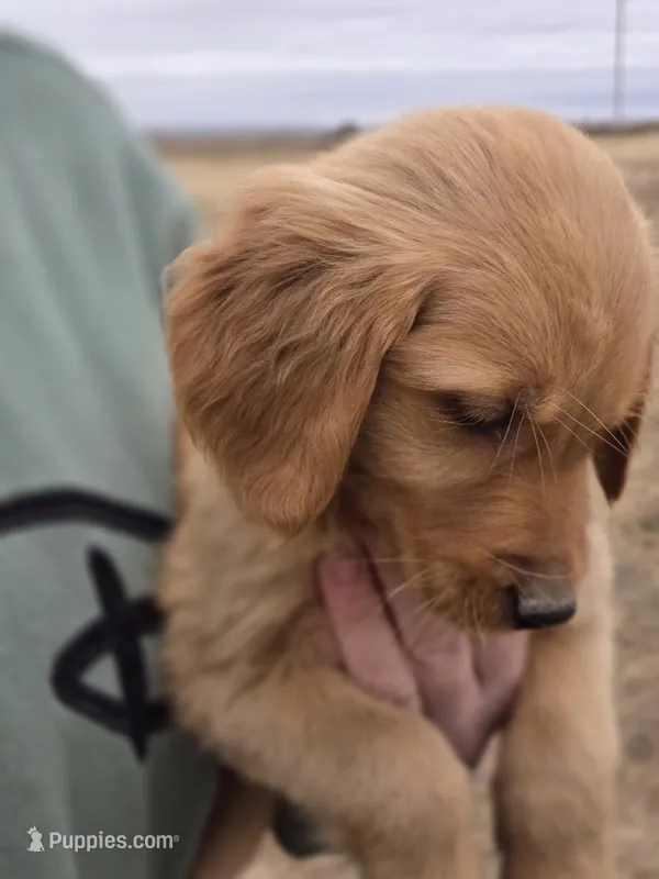 Emmy 1 – Golden Retriever puppy for sale in Snyder, CO