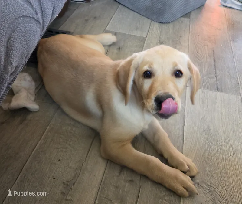 Trey – Labrador Retriever puppy for sale in Snyder, CO
