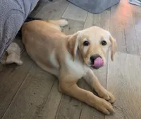 Trey, a male Labrador Retriever for sale in Snyder, CO – 1 of 6
