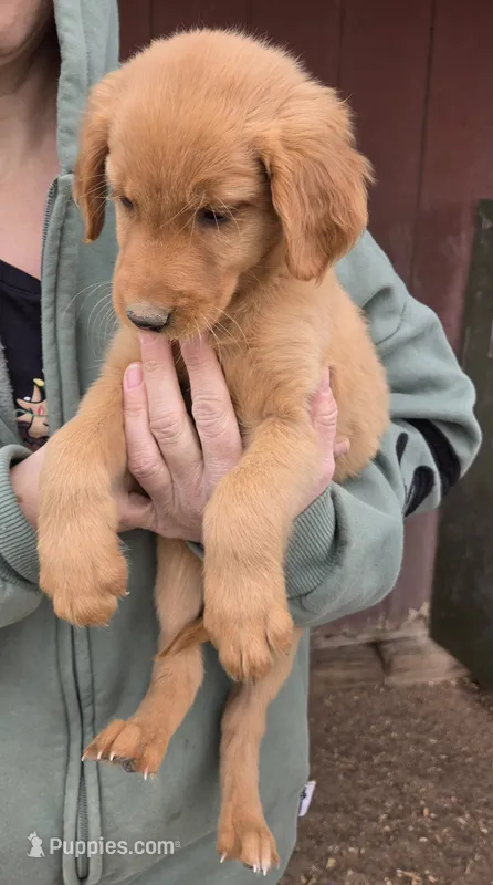 Emmy 3 – Golden Retriever puppy for sale in Snyder, CO