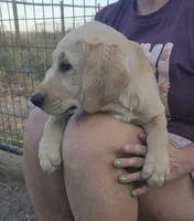 Doug, a male Labrador Retriever for sale in Snyder, CO – 2 of 5