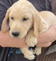 Annie 2, a male Labrador Retriever for sale in Snyder, CO – 2 of 4