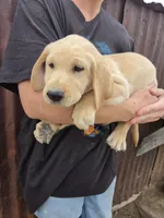 Annie 2, a male Labrador Retriever for sale in Snyder, CO – 4 of 4
