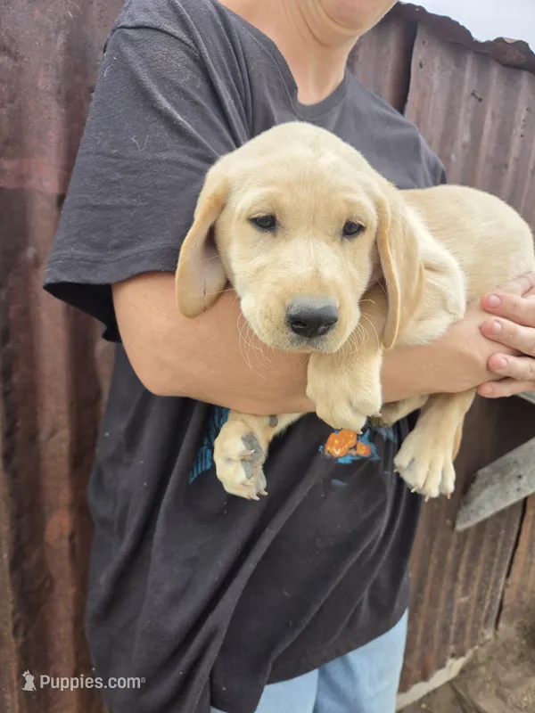 Annie 2 – Labrador Retriever puppy for sale in Snyder, CO