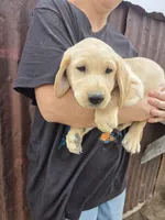 Annie 2, a male Labrador Retriever for sale in Snyder, CO – 1 of 4