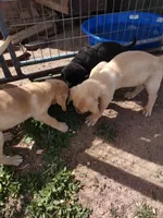 Cona 3, a male Labrador Retriever for sale in Snyder, CO – Photo 3 of 3