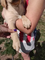 Cona 3, a male Labrador Retriever for sale in Snyder, CO – Photo 2 of 3