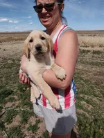 Cona 3, a male Labrador Retriever for sale in Snyder, CO – Photo 1 of 3