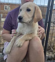 Joe, a male Labrador Retriever for sale in Snyder, CO – 2 of 5