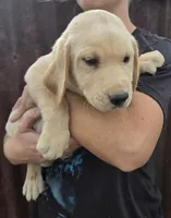 Annie 1, a male Labrador Retriever for sale in Snyder, CO – 2 of 6