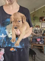 Emmy 1, a male Golden Retriever for sale in Snyder, CO – 2 of 2