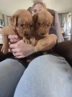 Emmy 3, a female Golden Retriever for sale in Snyder, CO – 4 of 6