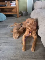 Emmy 3, a female Golden Retriever for sale in Snyder, CO – 6 of 6