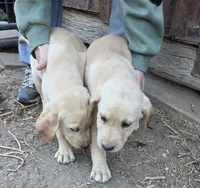 Annie 1, a male Labrador Retriever for sale in Snyder, CO – 4 of 6