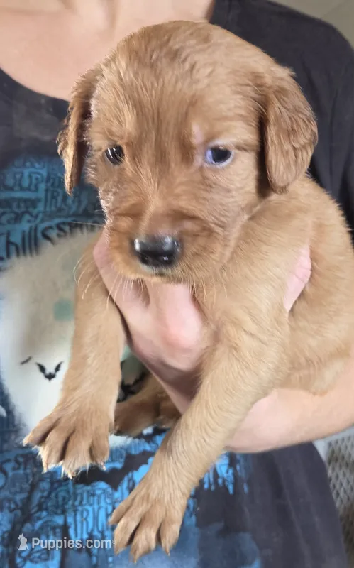 Emmy 4 – Golden Retriever puppy for sale in Snyder, CO