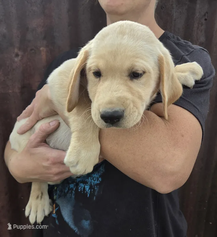Annie 1 – Labrador Retriever puppy for sale in Snyder, CO