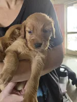 Emmy 3, a female Golden Retriever for sale in Snyder, CO – 3 of 6