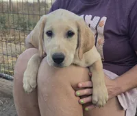 Doug, a male Labrador Retriever for sale in Snyder, CO – 1 of 5
