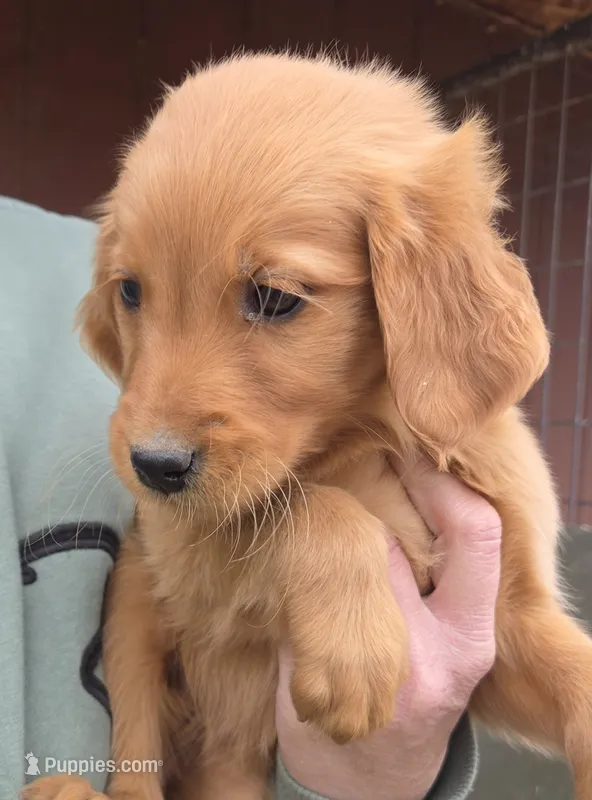 Emmy 4 – Golden Retriever puppy for sale in Snyder, CO