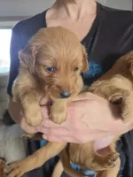 Emmy 2, a female Golden Retriever for sale in Snyder, CO – 3 of 4