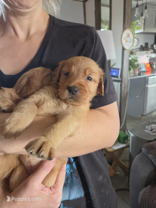 Emmy 3 – Golden Retriever puppy for sale in Snyder, CO