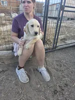 Joe, a male Labrador Retriever for sale in Snyder, CO – 3 of 5