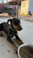 AKC Teal collar, a female Doberman Pinscher for sale in Lubbock, TX – 6 of 7