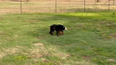 Teal collar, a female Doberman Pinscher for sale in Lubbock, TX – 5 of 5