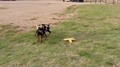 Teal collar, a female Doberman Pinscher for sale in Lubbock, TX – 4 of 5