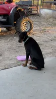AKC Teal collar, a female Doberman Pinscher for sale in Lubbock, TX – 4 of 7