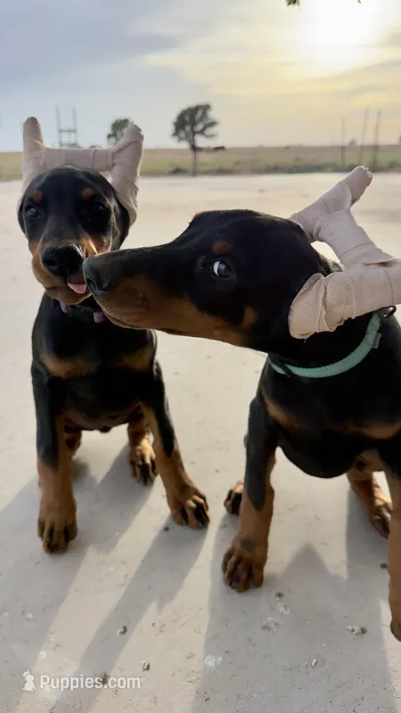 Teal collar – Doberman Pinscher puppy for sale in Lubbock, TX