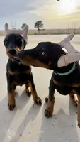 Teal collar, a female Doberman Pinscher for sale in Lubbock, TX – 1 of 5