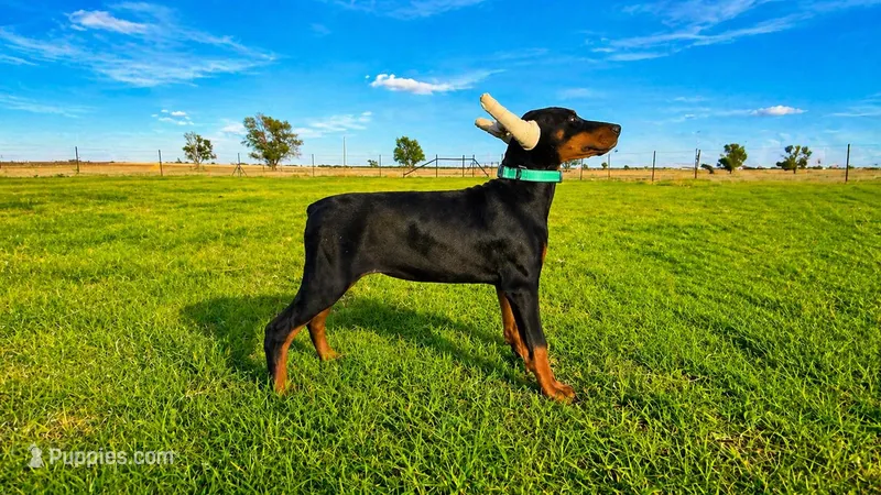 AKC Teal collar – Doberman Pinscher puppy for sale in Lubbock, TX