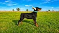 Teal collar, a female Doberman Pinscher for sale in Lubbock, TX – 3 of 5