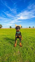 Teal collar, a female Doberman Pinscher for sale in Lubbock, TX – 2 of 5