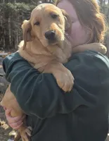 Sugar, a female Goldador for sale in Orange, MA – Photo 1 of 2