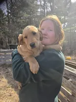 Sugar, a female Goldador for sale in Orange, MA – Photo 2 of 2