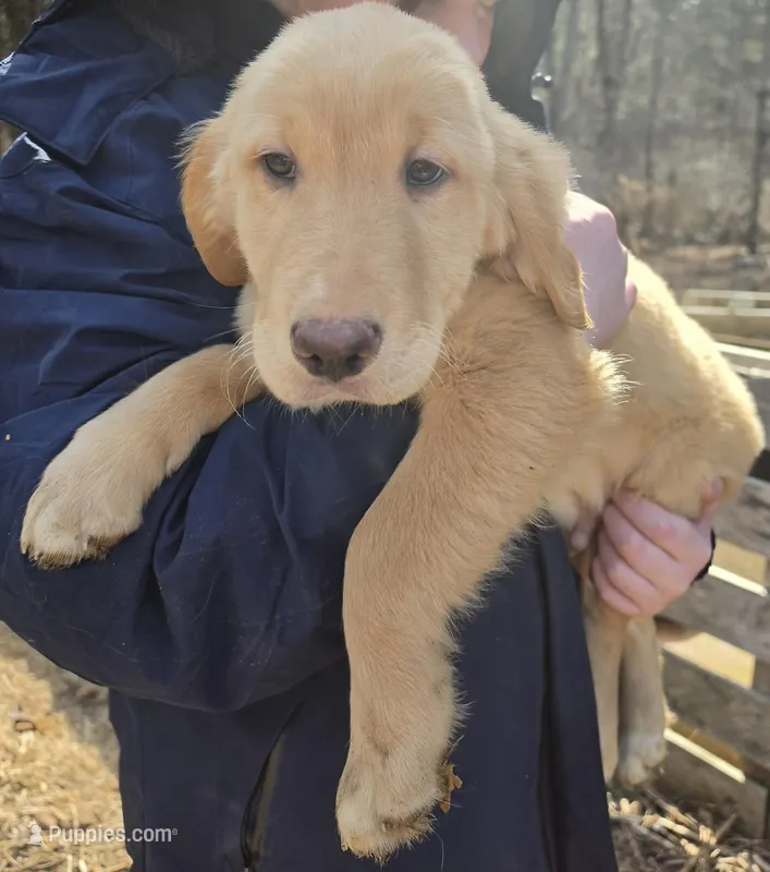 Dipper – Goldador puppy for sale in Orange, MA