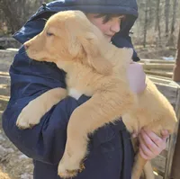 Dipper, a male Goldador for sale in Orange, MA – Photo 2 of 2