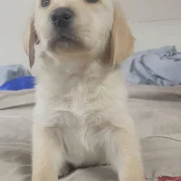 David, a male Goldador for sale in Orange, MA – Photo 4 of 4