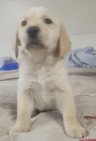 David, a male Goldador for sale in Orange, MA – Photo 2 of 2