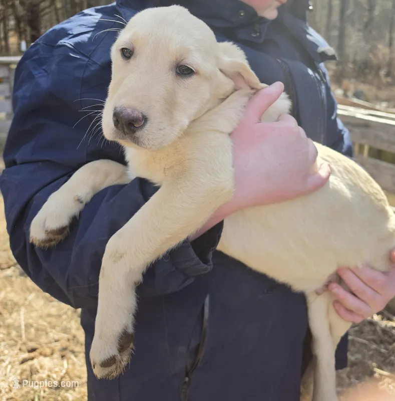 David – Goldador puppy for sale in Orange, MA