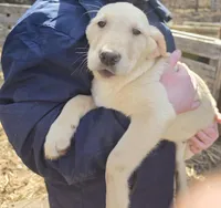 David, a male Goldador for sale in Orange, MA – Photo 2 of 4