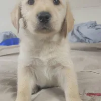 David, a male Goldador for sale in Orange, MA – Photo 3 of 4