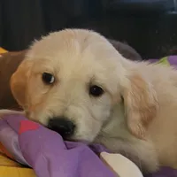 Moira, a female Goldador for sale in Orange, MA – Photo 4 of 5