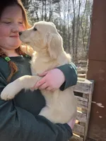 Moira, a female Goldador for sale in Orange, MA – Photo 3 of 5