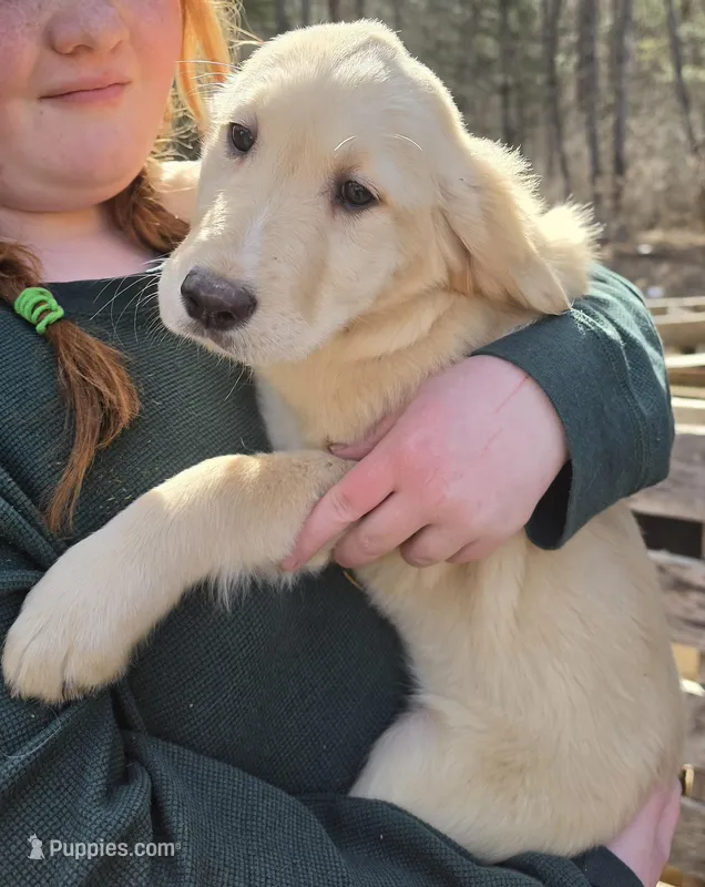 Moira – Goldador puppy for sale in Orange, MA